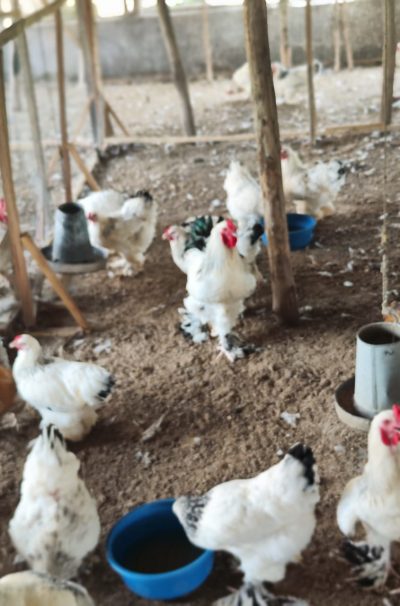 chicken farm 2