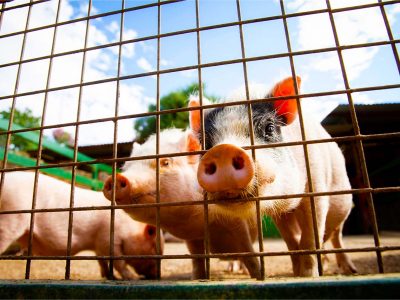 pig farming